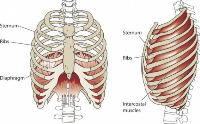 Just breathe! The Importance of Diaphragmatic Breathing – Centre De ...